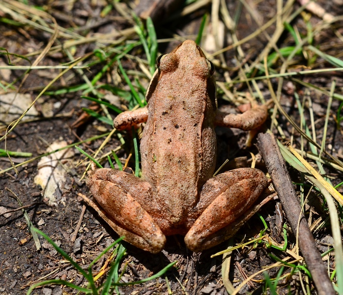 Rana dalmatina o di Lataste? di Lataste